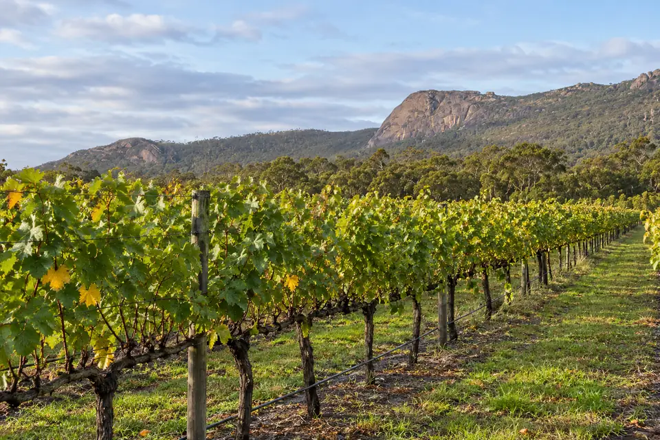 A Porongurup vineyard in the Great Southern