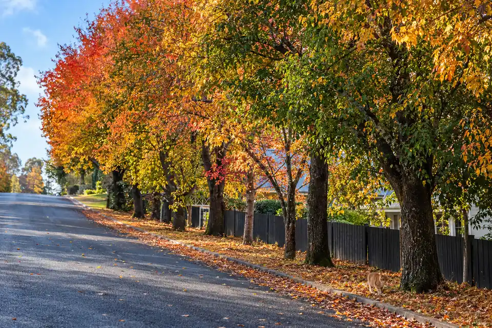 Autumn color in a Bowral street