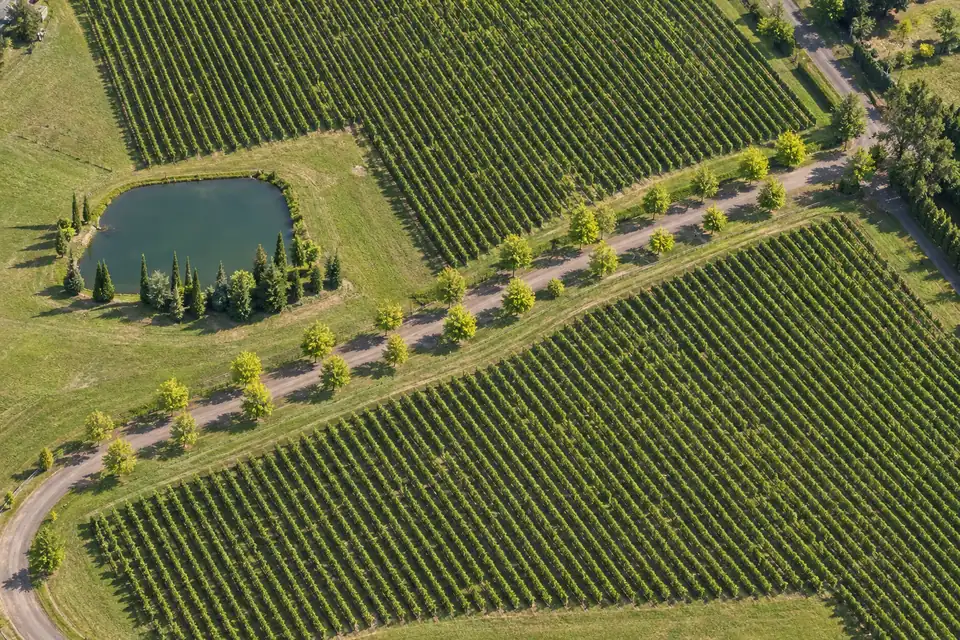 A Southern Highlands vineyard