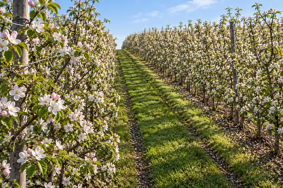 Harcourt apple orchards in spring blossom