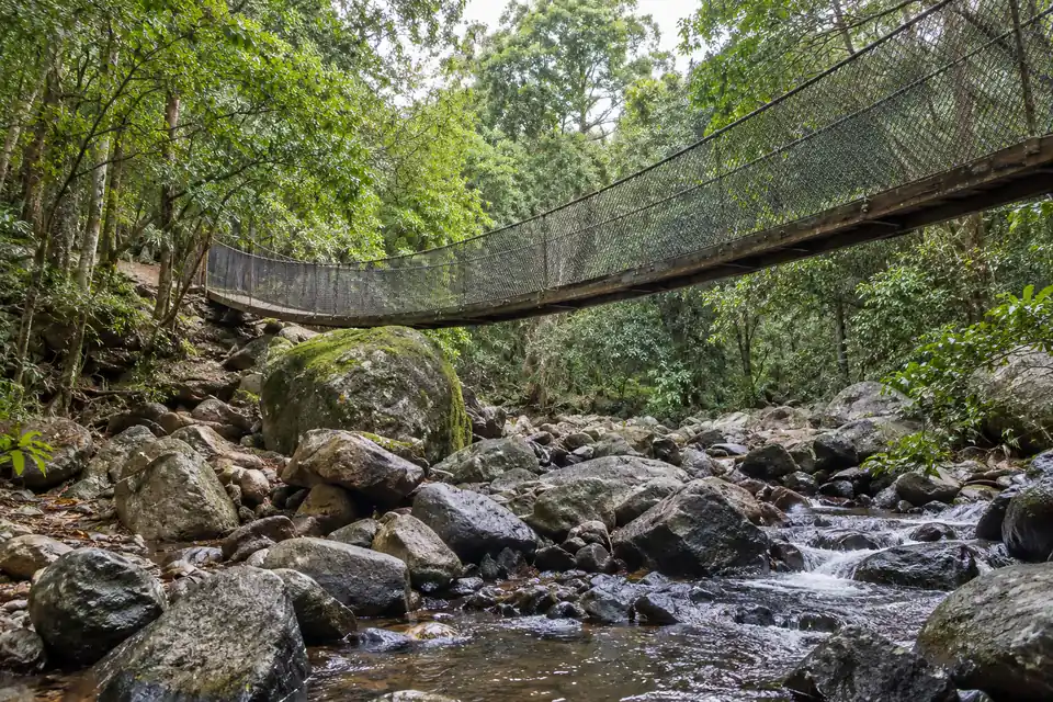 The suspension bridge on the Minnamurra Rainforest walk