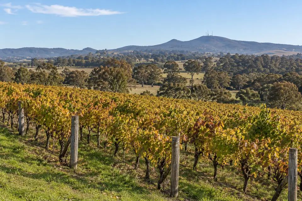An Orange vineyard in autumn color