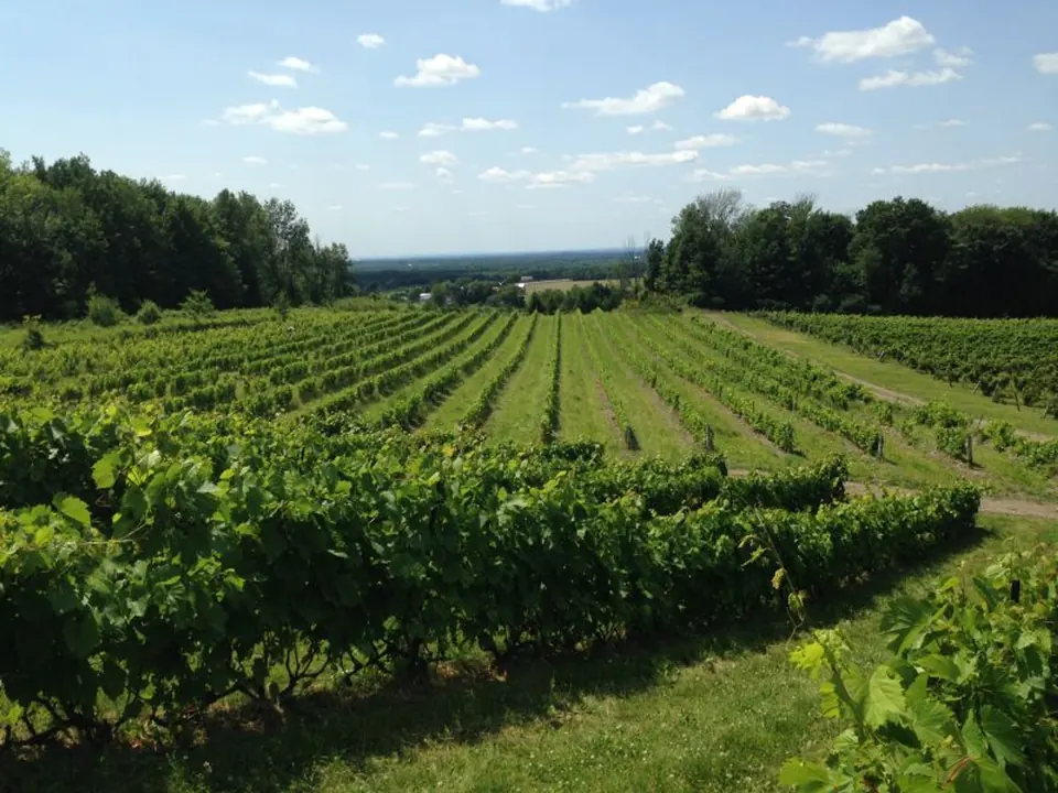 A vineyard on the Brome-Missisquoi wine route