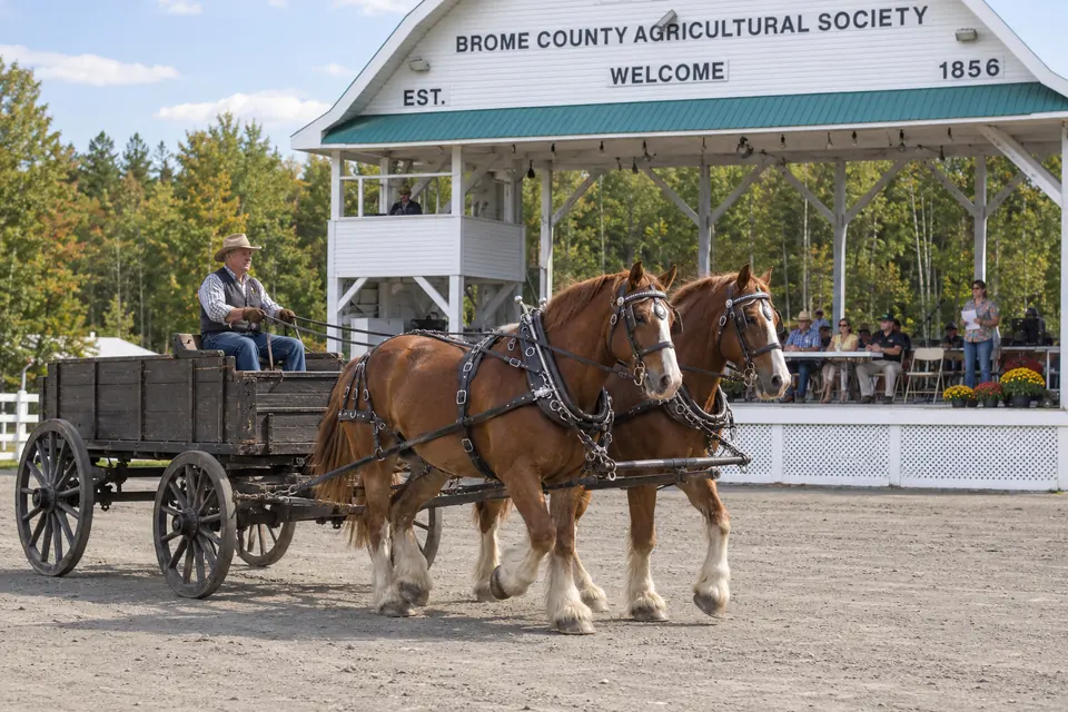 A draft-horse class at the Brome Fair