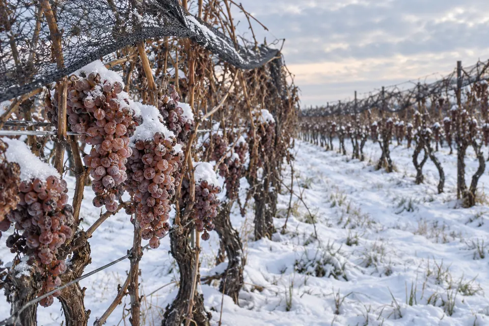 Vineyards in winter at the icewine harvest