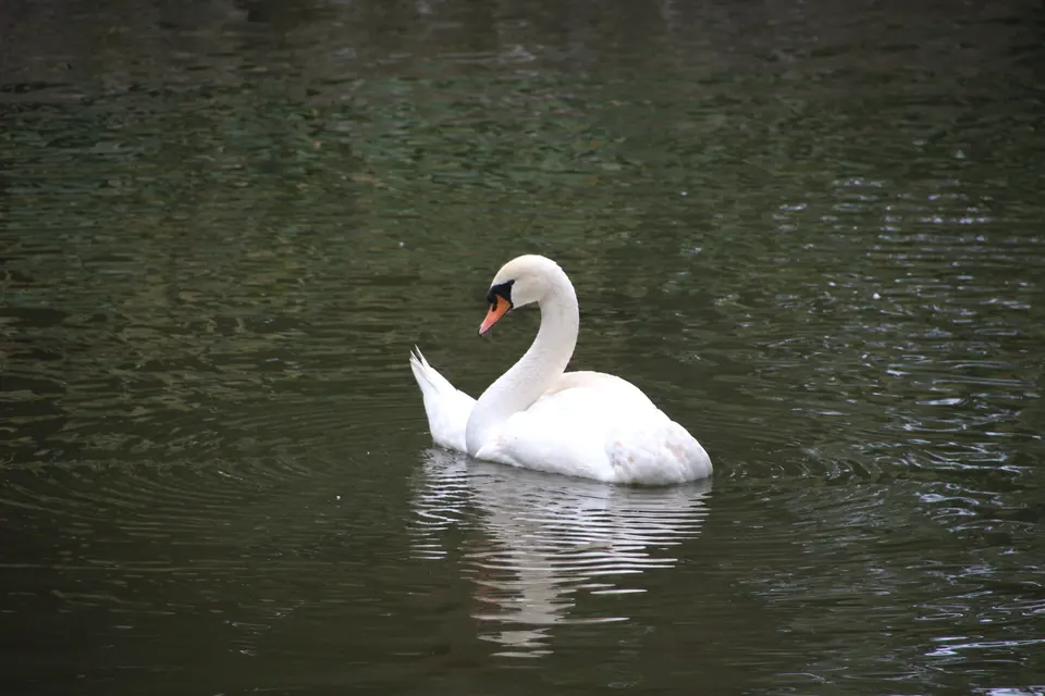 Swans on the Avon River