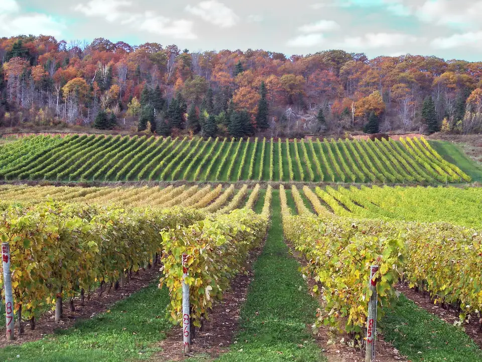 Vineyards in the Gaspereau Valley