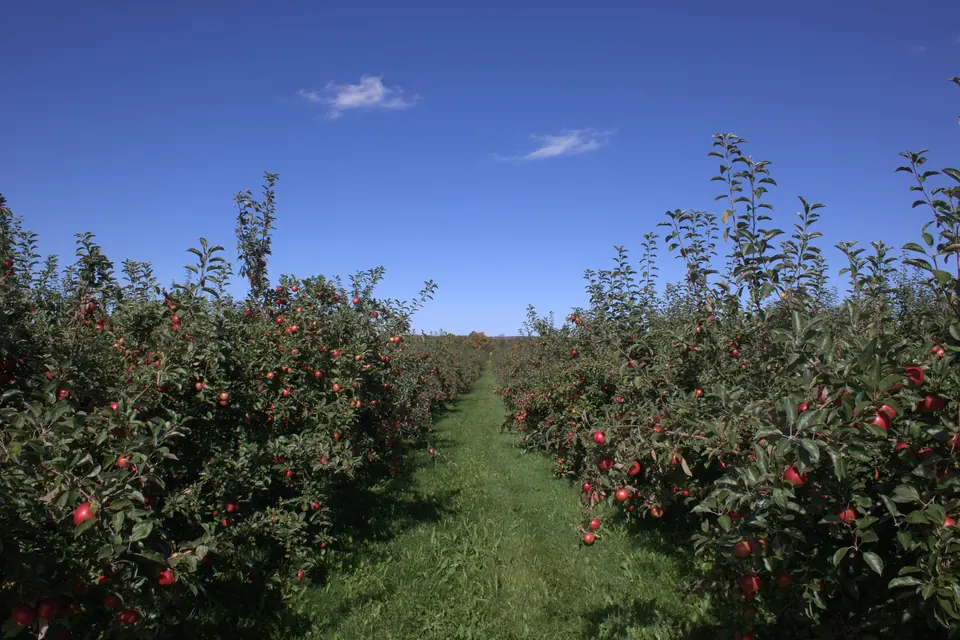 An Annapolis Valley apple orchard at harvest