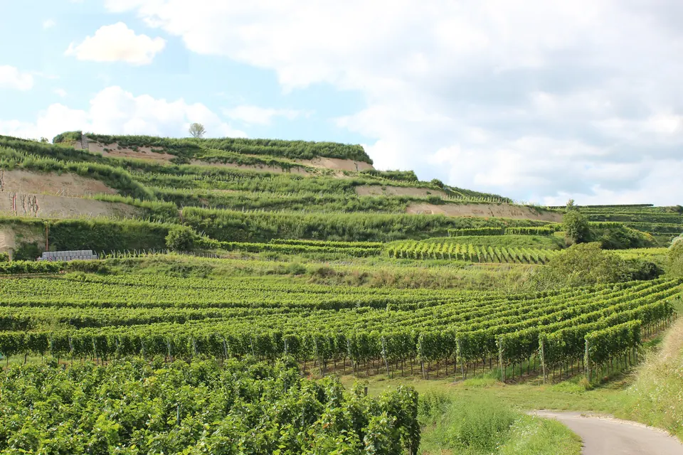 Terraced vineyards on the Kaiserstuhl
