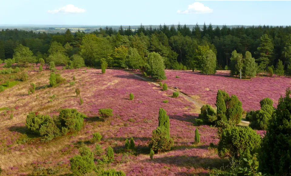 The heather in bloom around Wilsede in late summer