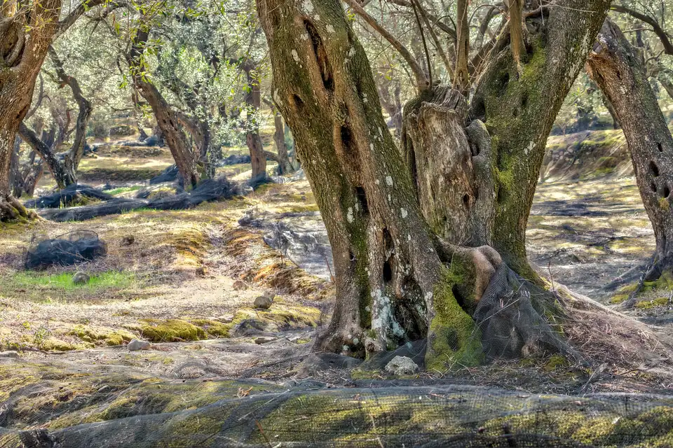 Olive groves at Agii Douli