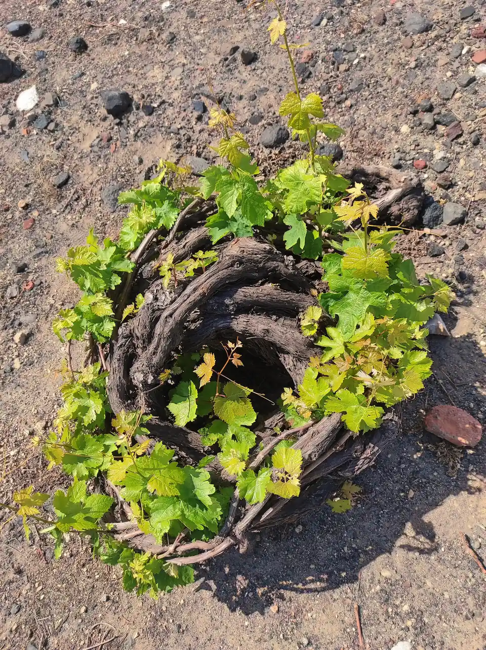 A basket-trained vine lying in black volcanic grit
