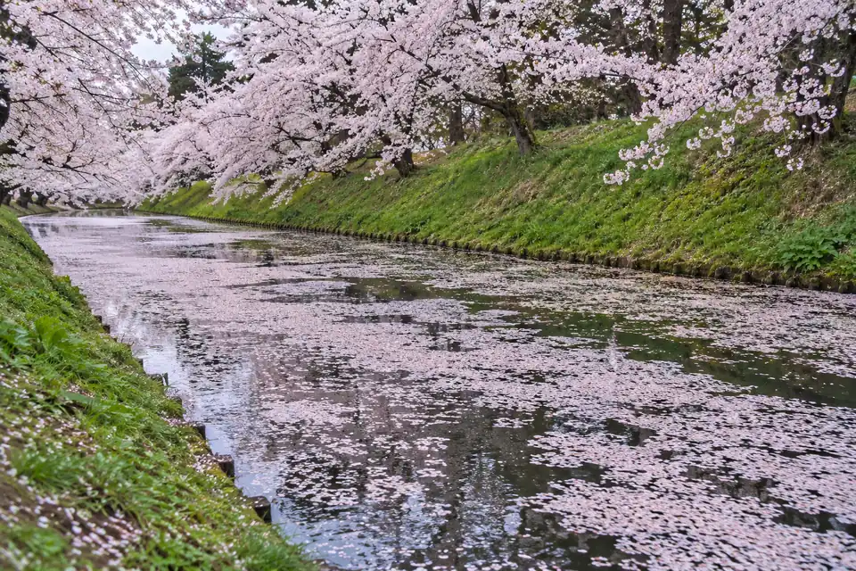 Hanaikada, the raft of fallen petals on the outer moat