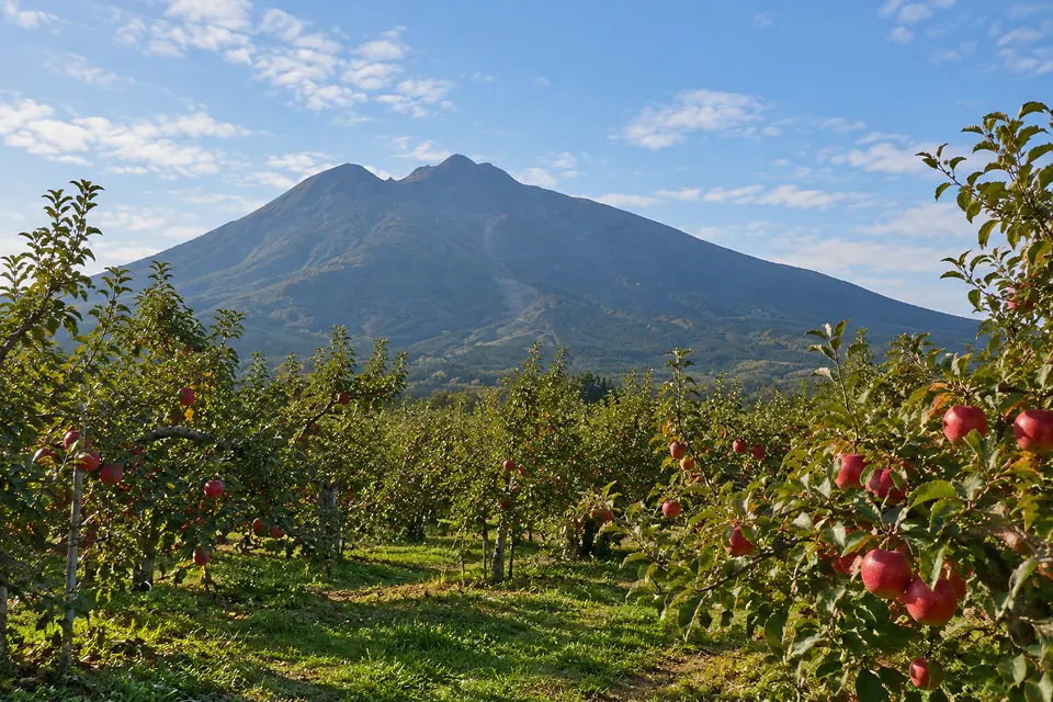 Mt Iwaki rising over the Tsugaru apple orchards