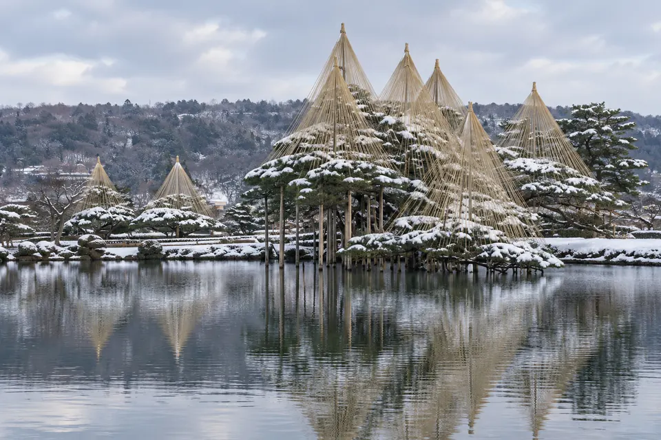 Kenrokuen pines under yukitsuri snow ropes