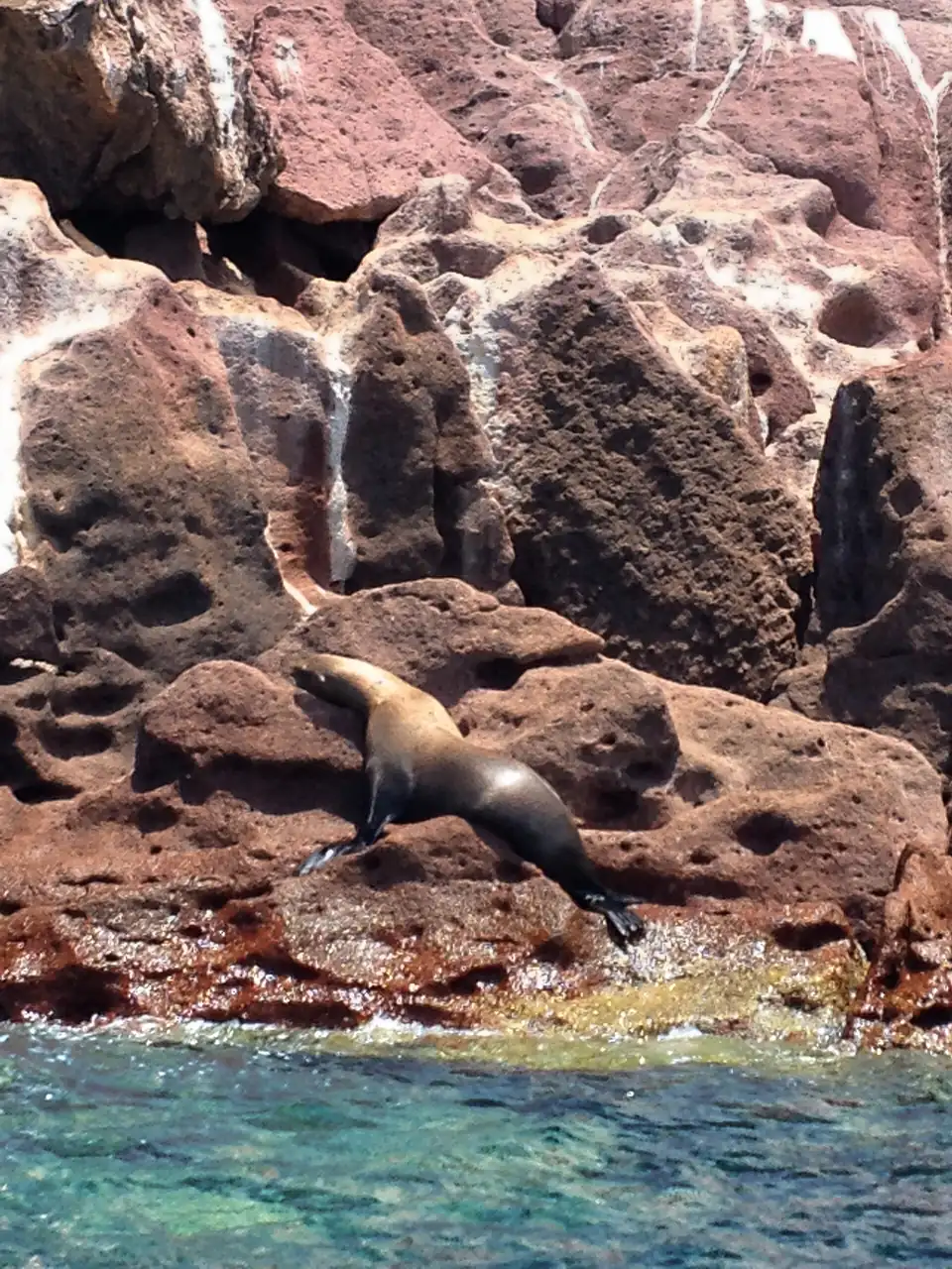 A sea lion at Los Islotes