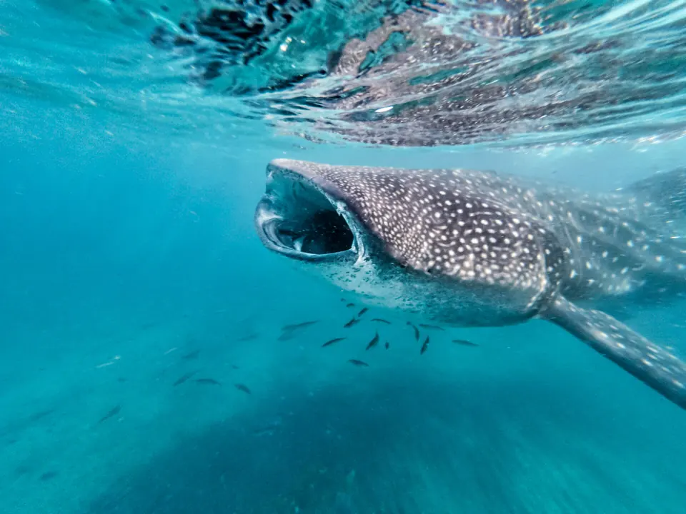 A whale shark in the bay