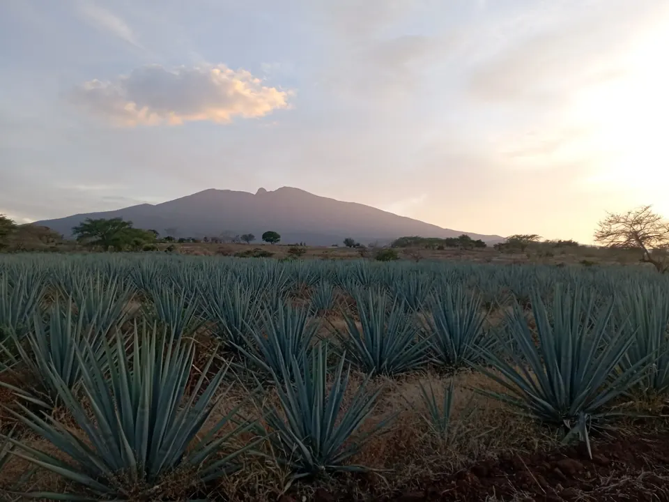 Blue agave fields near Tequila