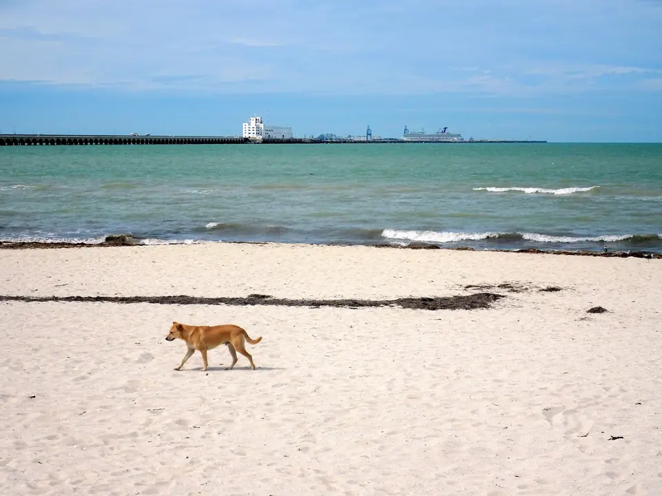 The beach at Progreso