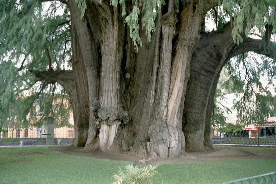The Árbol del Tule