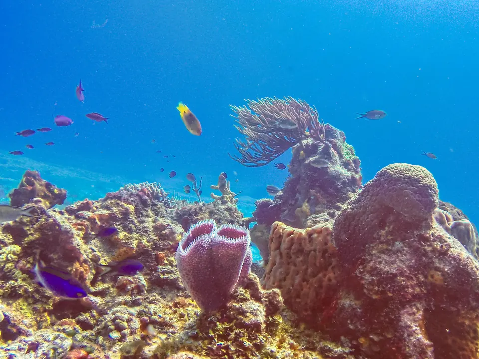 Coral and fish on the Cozumel reefs