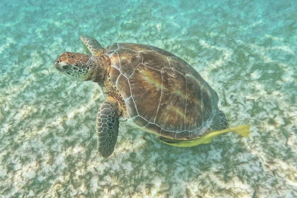 A green turtle in the seagrass at Akumal