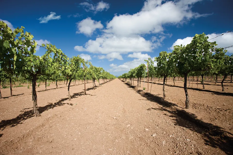 Vineyards on the wine route