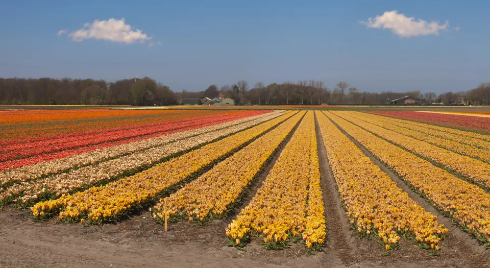 The bulb fields of the Bollenstreek in flower