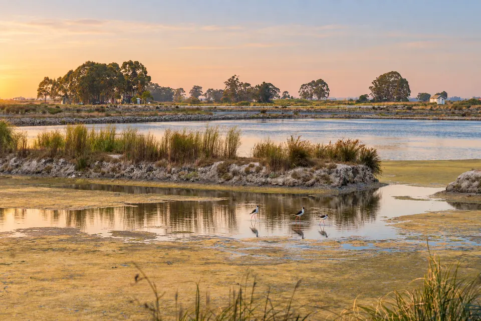 The lagoon at dawn, birds and channels and big sky