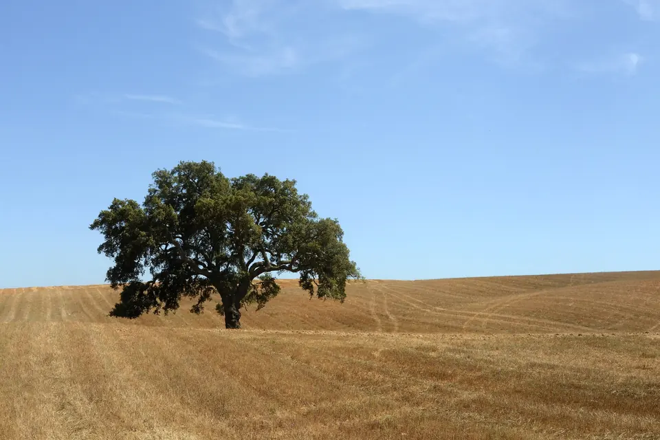 The Alentejo landscape: cork oaks, golden fields, long horizon