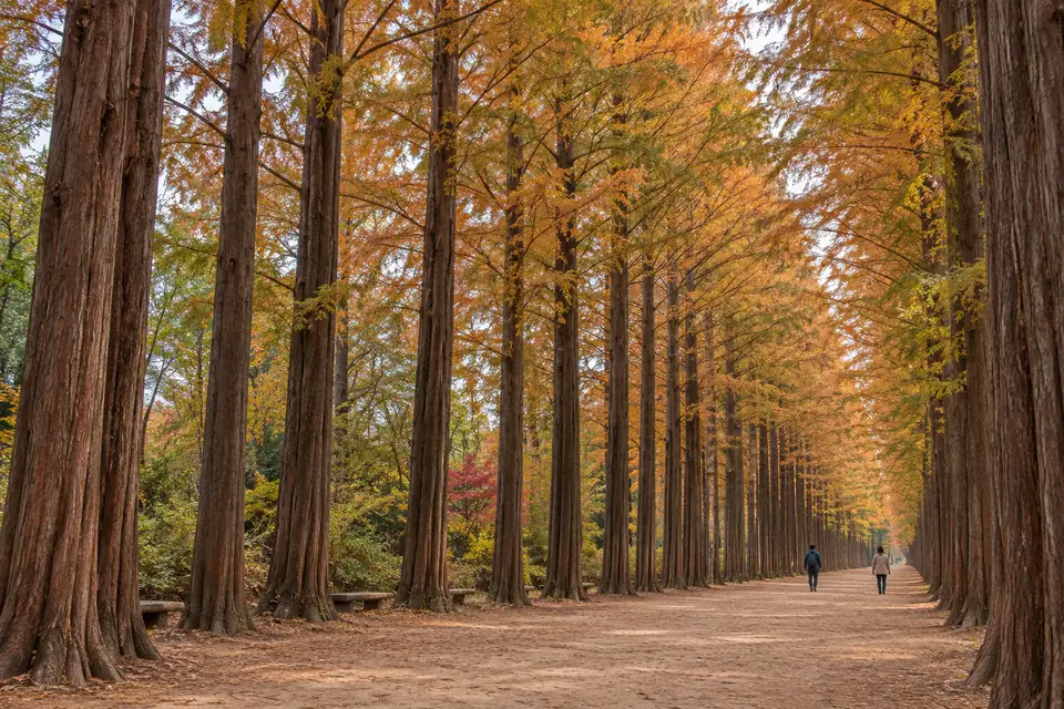 Nami Island's metasequoia avenue