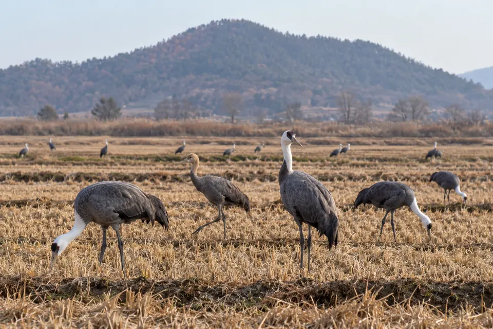 Hooded cranes on the winter paddies behind the bay