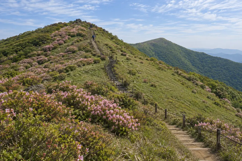 Royal azaleas on the Sobaeksan ridge in late spring