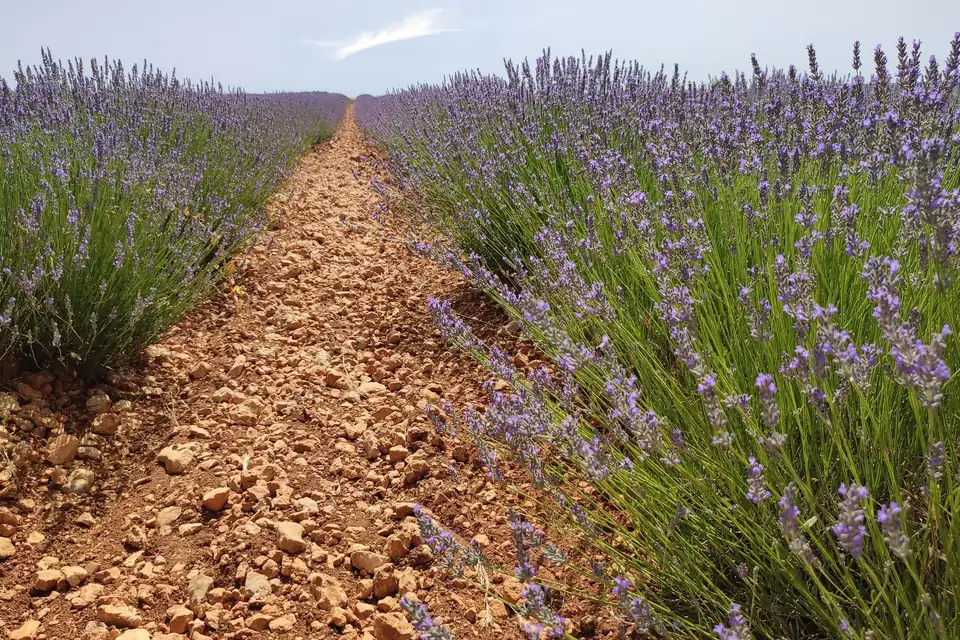 The lavender fields of Brihuega