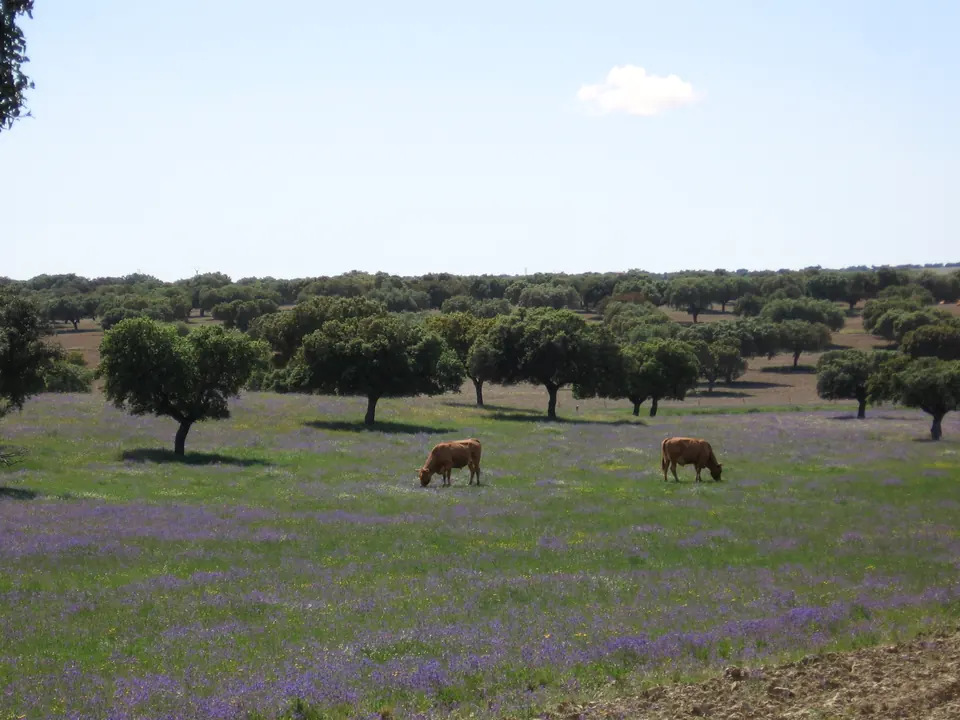 The Extremaduran dehesa