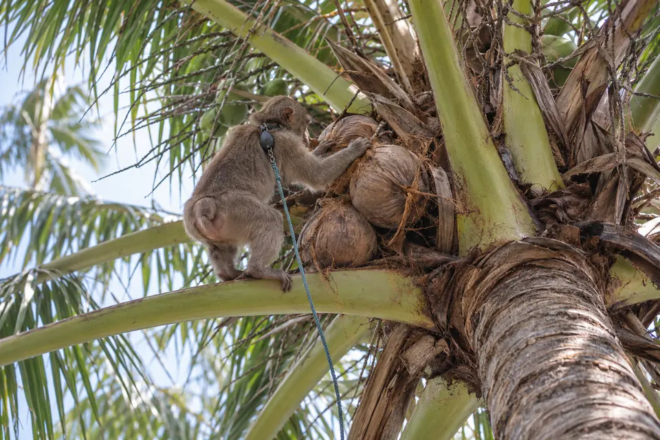 A monkey picking coconuts in a palm grove