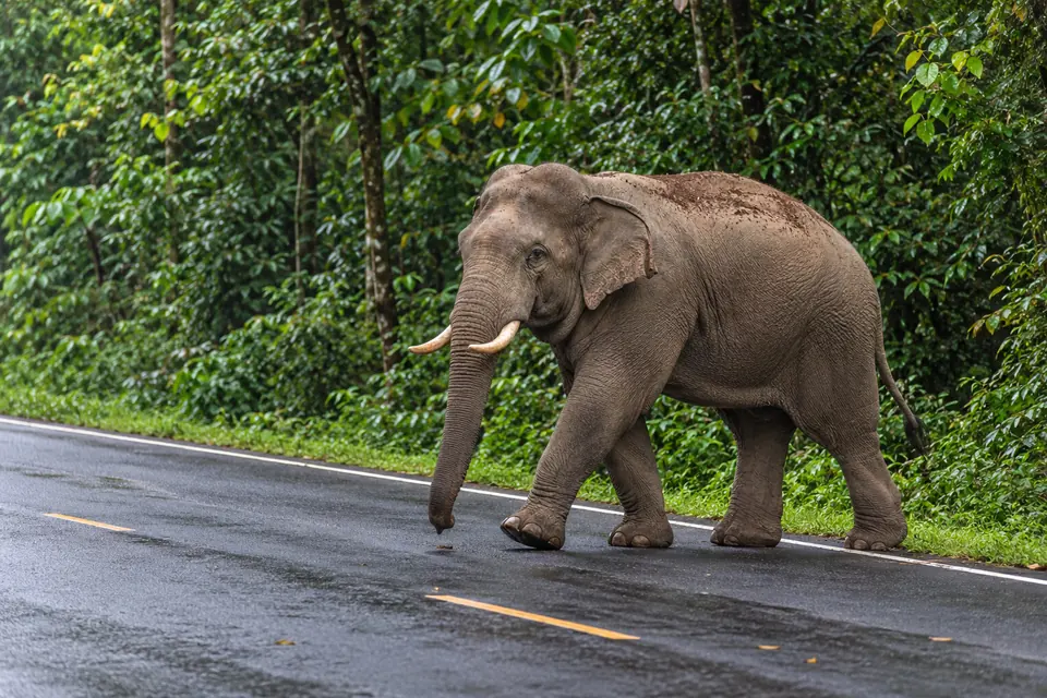 A wild elephant on the Khao Yai road
