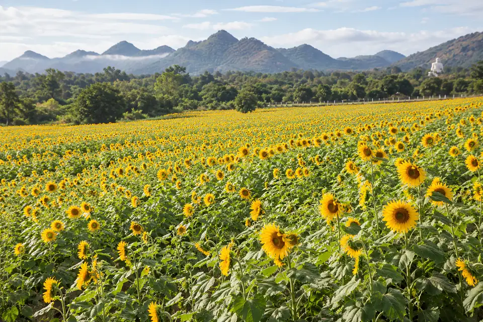 Sunflower fields in the cool season