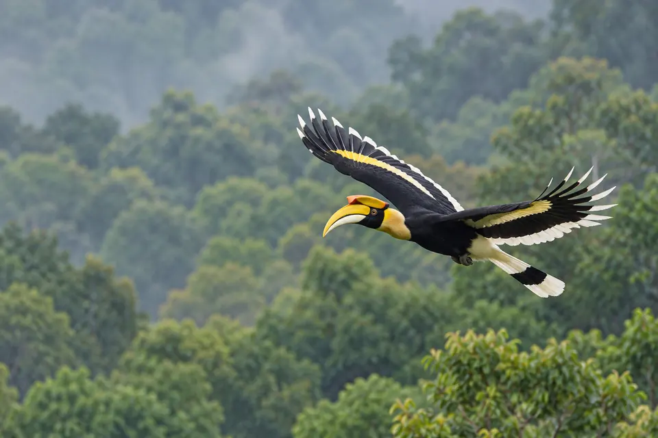 A great hornbill over the forest canopy