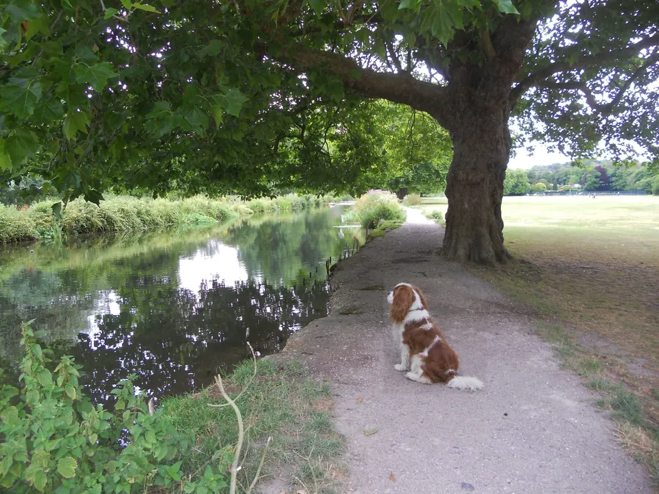 The Itchen water meadows, clear chalk water and reeds